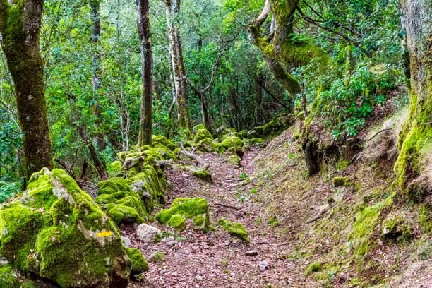 istock trail in the forest in autumn 1286461560