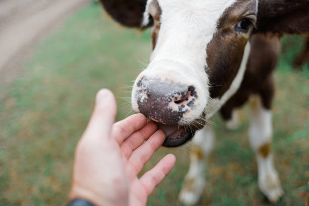 若い好奇心旺盛な子牛が手をなめる。牛の養殖。 - pets stroking licking love ストックフォトと画像