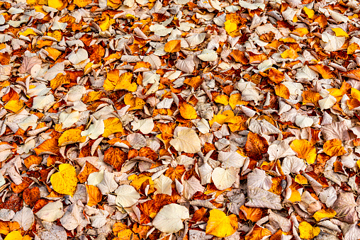 a carpet of fallen leaves in autumn in a forest