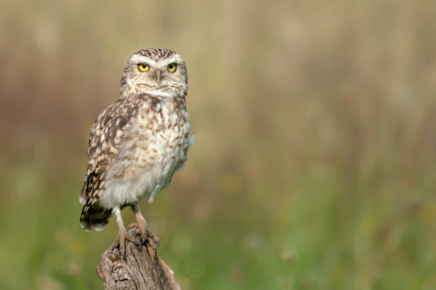 istock Cute Burrowing owl (Athene cunicularia) sitting on a plant. 1286462285