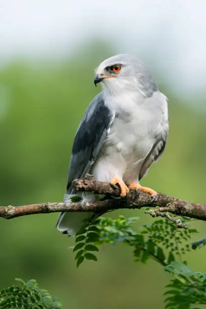 Photo of Black-winged kite (Elanus caeruleus) on a branch