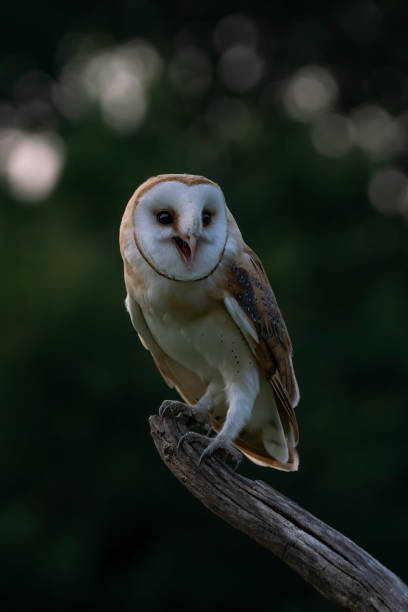 istock Cute and Beautiful Barn owl (Tyto alba) sitting on a branch. 1286462385
