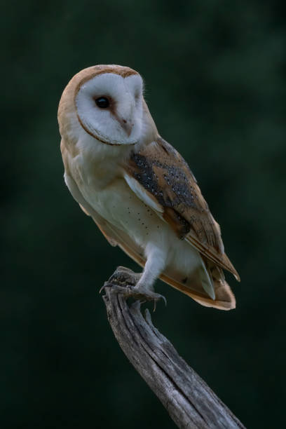 istock Cute and Beautiful Barn owl (Tyto alba) sitting on a branch. 1286462399