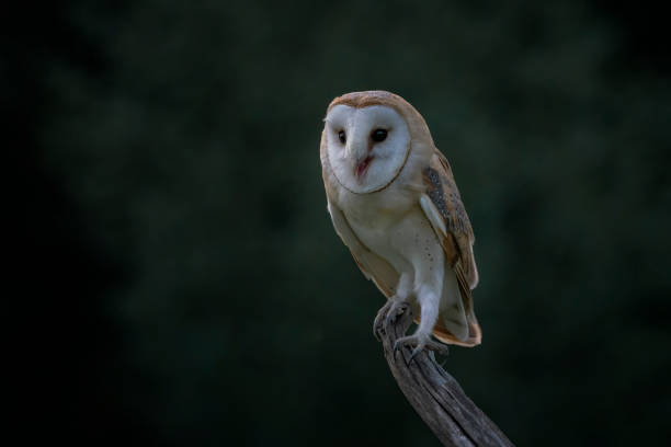 istock Cute and Beautiful Barn owl (Tyto alba) sitting on a branch. 1286462482
