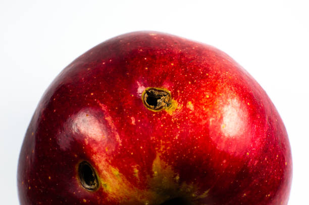 istock Red wormy spoiled apple on white background. Close up. 1286463962