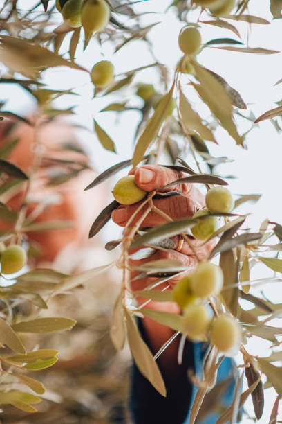 istock Mature Woman Picking Olives From the Tree 1286464090