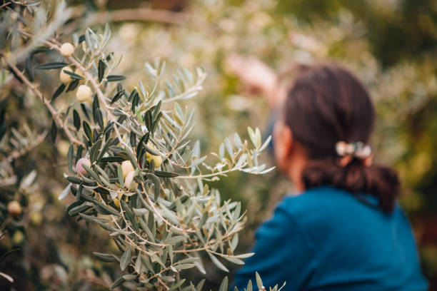 istock Mature Woman Picking Olives From the Tree 1286464092