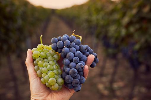 Man's hand with green and red grapes in the vineyard
