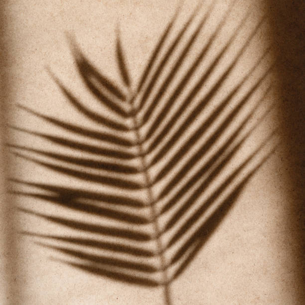 istock Tropics minimalist abstract blurred background of palm leaf shadow over kraft paper. 1286465053