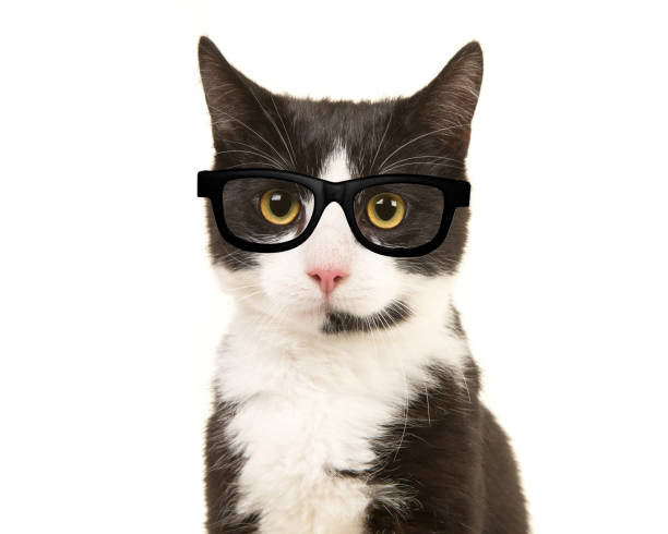 istock Black and white cat portrait facing the camera isolated on a white background 1286465933