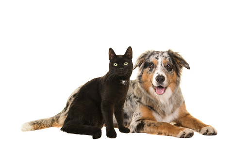 Pretty lying down blue merle australian shepherd dog  and a sitting black cat together looking at the camera isolated on a white background