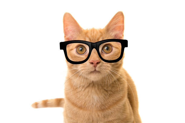 istock Orange ginger cat portrait facing the camera wearing black glasses isolated on a white background 1286465973
