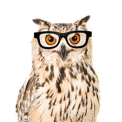 Portrait of an eagle owl with black glasses seen from the front on a white background
