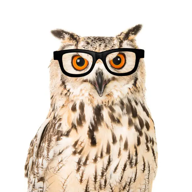 Portrait of an eagle owl with black glasses seen from the front on a white background