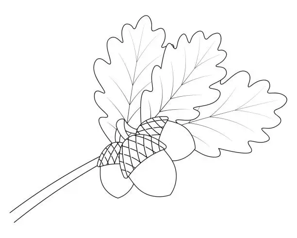 Vector illustration of Acorns on an oak branch. Leaves and fruits with hard shells. Vector illustration. Outline on an isolated white background. Doodle style. Sketch. Harvest of the autumn forest. Coloring book for children. The foliage of the tree is veined.