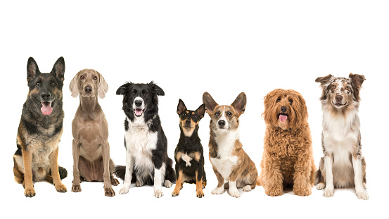 Group of different kind of breeds of adult dogs sitting looking at the camera isolated on a white background