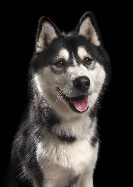 istock Siberian husky dog portrait on a black background 1286466237