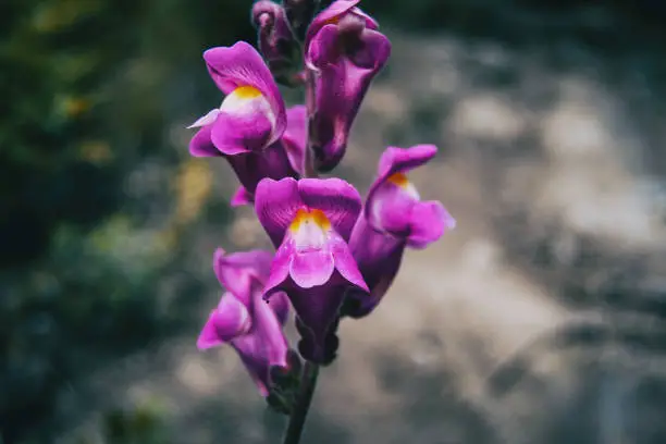 Detail of some purple flowers of antirrhinum majus on a stem in nature