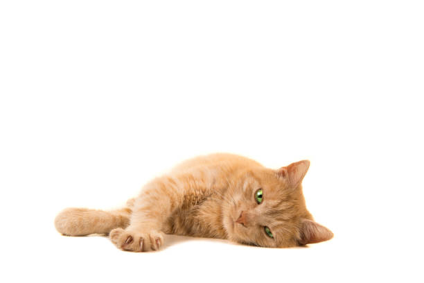 istock Pretty orange cat lying down looking at the camera isolated on a white background 1286466330