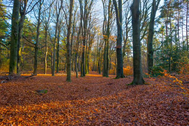 istock Trees in autumn colors in a forest in bright sunny sunlight at fall 1286466385