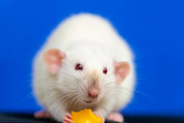 Adorable fluffy hamster sitting on a white background and nibbling a small piece of bread — perfect for pet care blogs, animal calendars, and educational or children’s content.