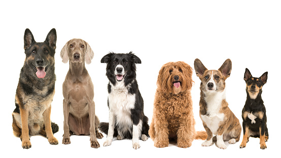 Two dogs sit side-by-side as they pose for a portrait.  The Portuguese Waterdog is sitting tall while the Border Collie lays down casually beside her.