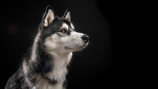 Side view of a siberian husky dog portrait on a black background with copy space