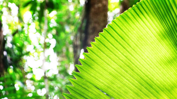 istock Beautiful sunlight ray on green leaf with blur forest background 1286468811