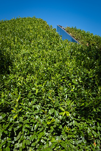 Evergreen Prunus lusitanica (Portuguese laurel) on artificial hill around the 