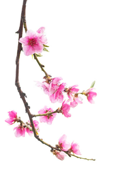 istock early spring flowering trees and new green leaves peach 1286469225