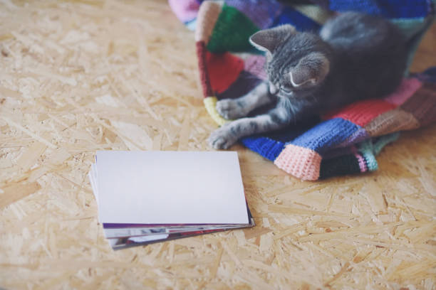 istock Background with photos and baby adorable cat 1286470003