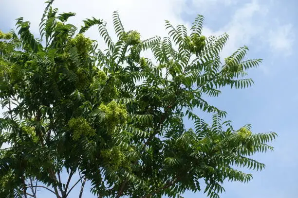 Photo of Samaras in the leafage of Ailanthus altissima against blue sky in mid July