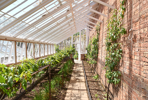 the interior of a traditional glass greenhouse
