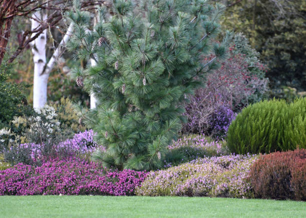 A colourful heather garden border stock photo