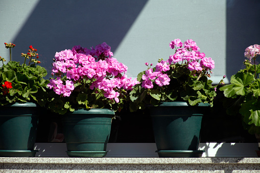 Windowsill  with pink geranium flower pots decoration. Galicia, Spain.