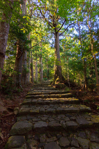 istock Forest in the south of Japan 1286471290
