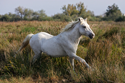 Camargue Horse in salt marsh of Camargue