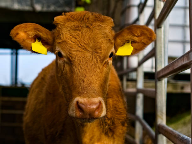 istock Head of a calf with ear tags in a barn. Looking at the camera 1286472455