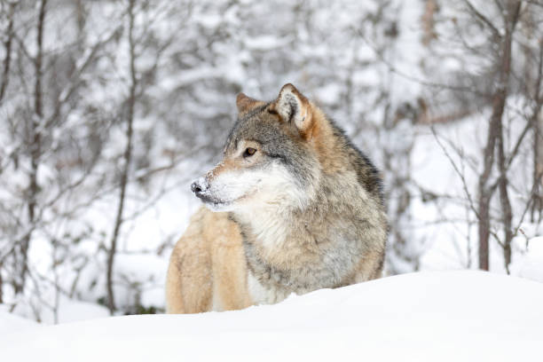 one wolf standing in beautiful snow covered winter forest - wolf norway woods winter imagens e fotografias de stock