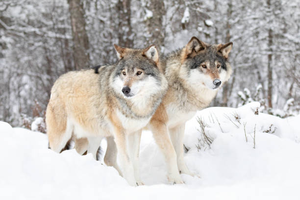 two beautiful wolves in cold snowy winter landscape - wolf norway woods winter imagens e fotografias de stock