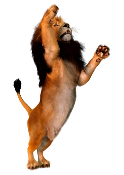 3D rendering of a male lion isolated on white background