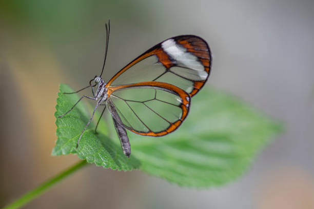 istock Beautiful Glasswing Butterfly (Greta oto) on a leaf 1286475074