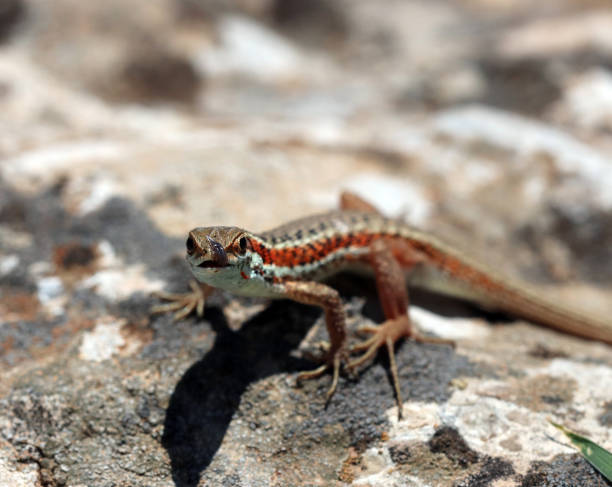 istock lizard on stone with tongue out 1286475145