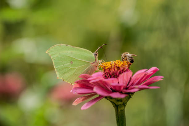 Common Brimstone Butterfly (Gonepteryx Rham) on Pink Zinnia Flower Common Brimstone Butterfly (Gonepteryx Rham) on Pink Zinnia Flower butterfly colias hyale stock pictures, royalty-free photos & images