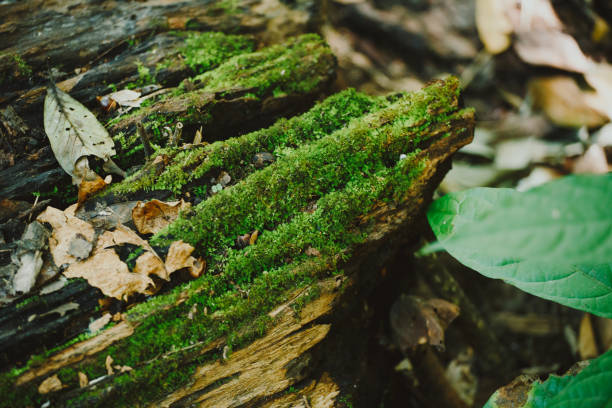 istock Green Moss with old wood 1286475271