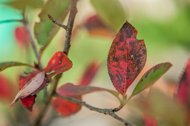 Colorful Aronia Leaves in Autumn