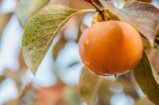Persimmon Fruit on a Branch in Autumn Orchard