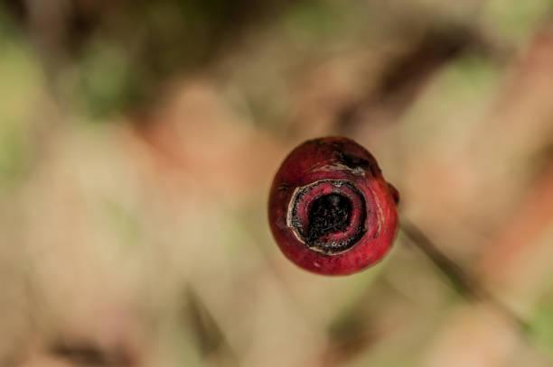 Red Rose Hip in Autumn