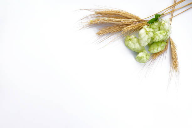 Ripe hops and barley on white background, top view, place for text