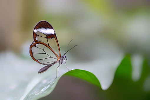 Hermosa mariposa ala de cristal (Greta oto) en una hoja photo